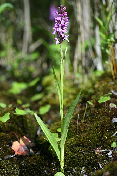 Dactylorhiza Hybrid-Population Berching, D  Berching-Pollanten 20.6.2015 (Photo: Helmut Presser)