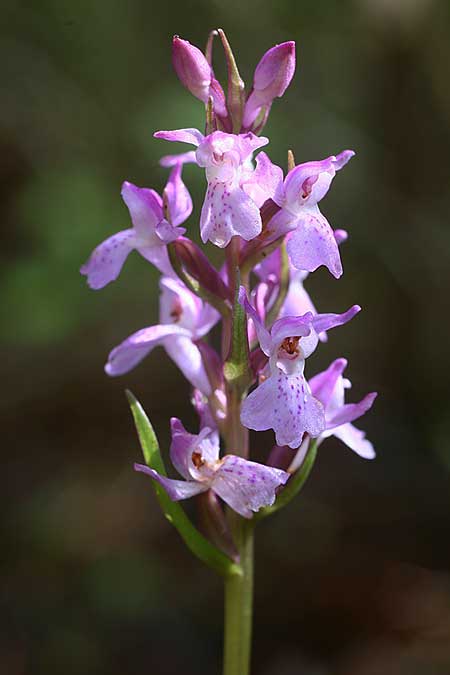 Dactylorhiza Hybrid-Population Berching, D  Berching-Pollanten 20.6.2015 (Photo: Helmut Presser)
