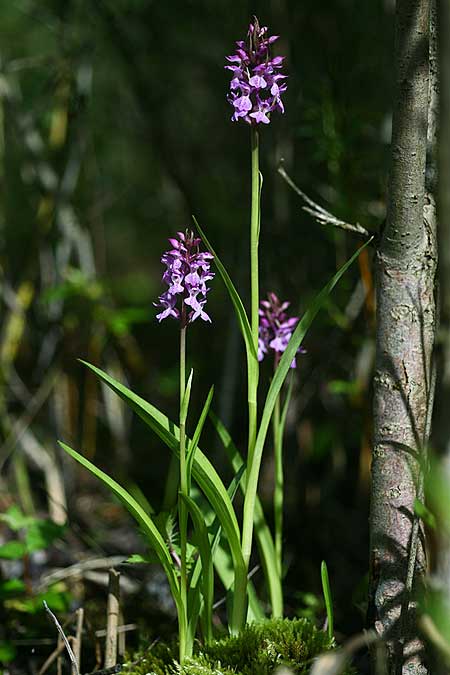 Dactylorhiza Hybrid-Population Berching, D  Berching-Pollanten 20.6.2015 (Photo: Helmut Presser)
