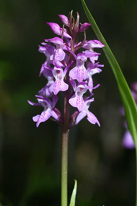 Dactylorhiza Hybrid-Population Berching, D  Berching-Pollanten 20.6.2015 (Photo: Helmut Presser)