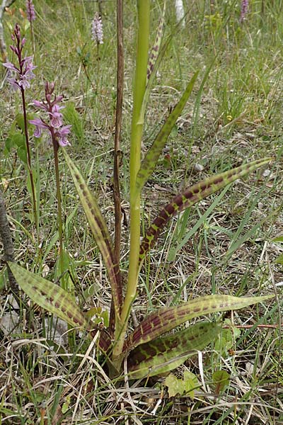 Dactylorhiza fuchsii x majalis, D   Hagen 11.6.2020 