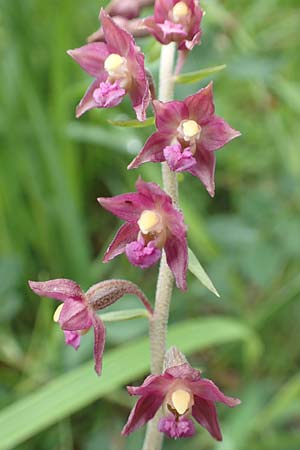 Epipactis atrorubens \ Braunrote Ständelwurz / Dark-red Helleborine, D  Mühlheim an der Donau 20.6.2015 