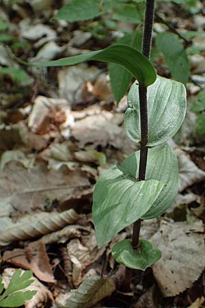 Epipactis atrorubens \ Braunrote Ständelwurz / Dark-red Helleborine, D  Sachsen-Anhalt, Hettstedt 17.6.2023 