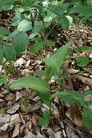 Epipactis helleborine s.l. \ Breitblättrige Ständelwurz / Broad-Leaved Helleborine ('leptophylla'), D  Schaidt 25.7.2025 