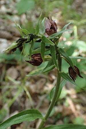 Epipactis helleborine s.l. \ Breitblättrige Ständelwurz / Broad-Leaved Helleborine ('leptophylla'), D  Schaidt 25.7.2025 