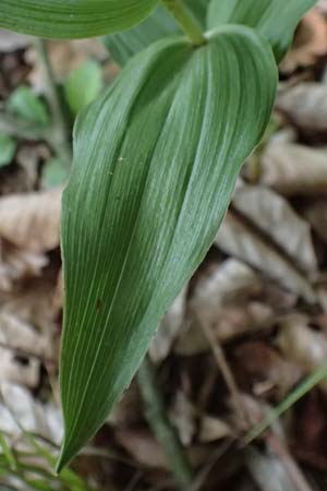 Epipactis helleborine s.l. / Broad-Leaved Helleborine ('leptophylla'), D  Schaidt 25.7.2025 