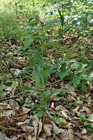 Epipactis helleborine s.l. \ Breitblättrige Ständelwurz / Broad-Leaved Helleborine ('leptophylla'), D  Schaidt 25.7.2025 