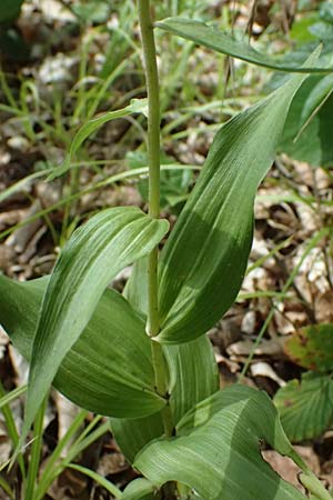 Epipactis helleborine s.l. \ Breitblättrige Ständelwurz / Broad-Leaved Helleborine ('leptophylla'), D  Schaidt 25.7.2025 