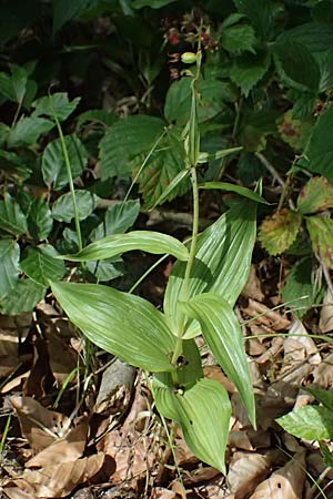 Epipactis helleborine s.l. \ Breitblättrige Ständelwurz / Broad-Leaved Helleborine ('leptophylla'), D  Schaidt 25.7.2025 