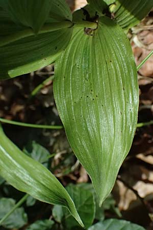Epipactis helleborine s.l. \ Breitblättrige Ständelwurz / Broad-Leaved Helleborine ('leptophylla'), D  Schaidt 25.7.2025 