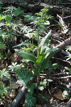 Epipactis helleborine subsp. moratoria \ Spätblühende Breitblättrige Ständelwurz / Late Broad-Leaved Helleborine, D  Kraichgau 4.7.2011 