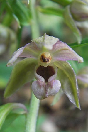 Epipactis helleborine subsp. moratoria \ Spätblühende Breitblättrige Ständelwurz / Late Broad-Leaved Helleborine, D  Kraichgau 4.7.2011 