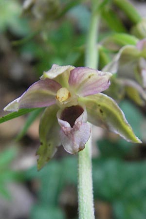 Epipactis helleborine subsp. moratoria \ Spätblühende Breitblättrige Ständelwurz / Late Broad-Leaved Helleborine, D  Kraichgau 4.7.2011 