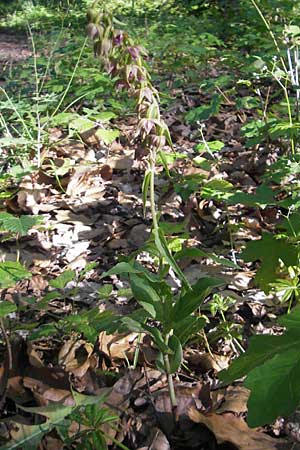 Epipactis helleborine subsp. moratoria \ Spätblühende Breitblättrige Ständelwurz / Late Broad-Leaved Helleborine, D  Kraichgau 4.7.2011 