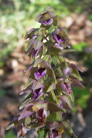Epipactis helleborine subsp. moratoria \ Spätblühende Breitblättrige Ständelwurz / Late Broad-Leaved Helleborine, D  Kraichgau 4.7.2011 