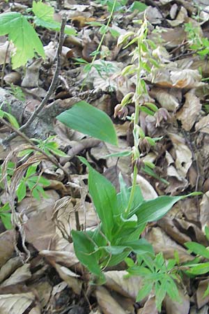 Epipactis helleborine subsp. moratoria \ Spätblühende Breitblättrige Ständelwurz / Late Broad-Leaved Helleborine, D  Kraichgau 4.7.2011 