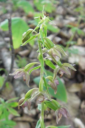 Epipactis helleborine subsp. moratoria \ Spätblühende Breitblättrige Ständelwurz / Late Broad-Leaved Helleborine, D  Kraichgau 4.7.2011 