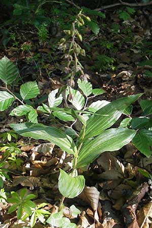 Epipactis helleborine subsp. moratoria \ Spätblühende Breitblättrige Ständelwurz / Late Broad-Leaved Helleborine, D  Kraichgau 4.7.2011 