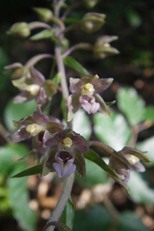 Epipactis helleborine subsp. moratoria \ Spätblühende Breitblättrige Ständelwurz / Late Broad-Leaved Helleborine, D  Kraichgau 4.7.2011 