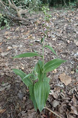 Epipactis helleborine subsp. moratoria \ Spätblühende Breitblättrige Ständelwurz / Late Broad-Leaved Helleborine, D  Bensheim-Langwaden 23.6.2018 