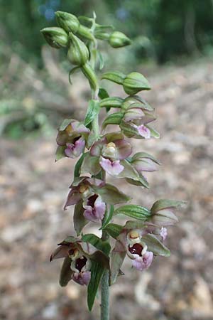 Epipactis helleborine subsp. moratoria \ Spätblühende Breitblättrige Ständelwurz / Late Broad-Leaved Helleborine, D  Bensheim-Langwaden 23.6.2018 