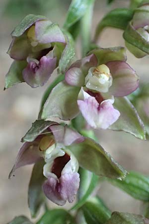 Epipactis helleborine subsp. moratoria \ Spätblühende Breitblättrige Ständelwurz / Late Broad-Leaved Helleborine, D  Bensheim-Langwaden 23.6.2018 