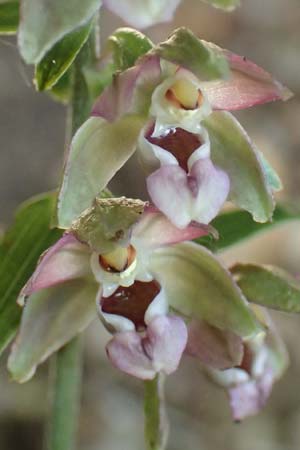 Epipactis helleborine subsp. moratoria \ Spätblühende Breitblättrige Ständelwurz / Late Broad-Leaved Helleborine, D  Bensheim-Langwaden 23.6.2018 