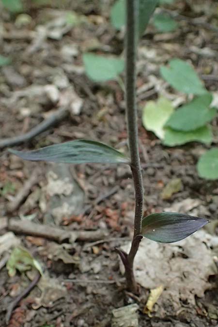 Epipactis microphylla \ Kleinblättrige Ständelwurz / Small-Leaved Helleborine, D  Sachsen-Anhalt, Hettstedt 11.6.2022 