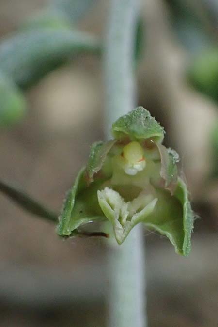Epipactis microphylla \ Kleinblättrige Ständelwurz / Small-Leaved Helleborine, D  Sachsen-Anhalt, Hettstedt 11.6.2022 