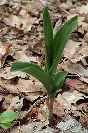 Epipactis atrorubens \ Braunrote Ständelwurz / Dark-red Helleborine, D  Mannheim 14.5.2018 