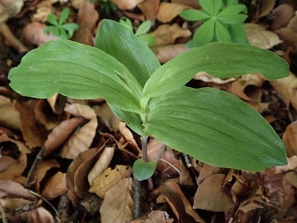 Epipactis helleborine s.l. \ Breitblättrige Ständelwurz / Broad-Leaved Helleborine (austreibende Pflanze / leaving-out plant), D  Seeheim an der Bergstraße 12.5.2020 