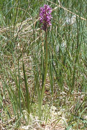 Dactylorhiza traunsteineri subsp. vosagiaca \ Wasgau-Fingerwurz, Wasgau-Knabenkraut / Wasgau Marsh Orchid, D  Eppenbrunn in der Pfalz 21.6.1998 