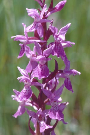 Dactylorhiza traunsteineri subsp. vosagiaca \ Wasgau-Fingerwurz, Wasgau-Knabenkraut / Wasgau Marsh Orchid, D  Eppenbrunn in der Pfalz 21.6.1998 