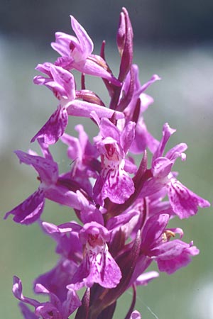 Dactylorhiza traunsteineri subsp. vosagiaca \ Wasgau-Fingerwurz, Wasgau-Knabenkraut / Wasgau Marsh Orchid, D  Eppenbrunn in der Pfalz 21.6.1998 