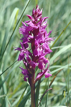 Dactylorhiza traunsteineri subsp. vosagiaca \ Wasgau-Fingerwurz, Wasgau-Knabenkraut / Wasgau Marsh Orchid, D  Eppenbrunn in der Pfalz 21.6.1998 