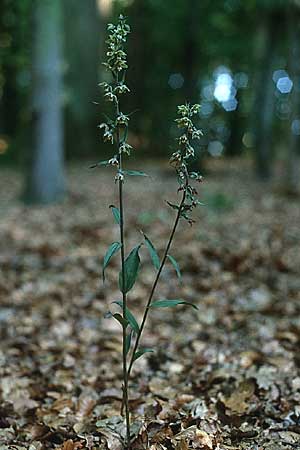 Epipactis purpurata \ Violette Ständelwurz / Violet Helleborine, D  Taunus,Hahnstätten 4.8.1997 