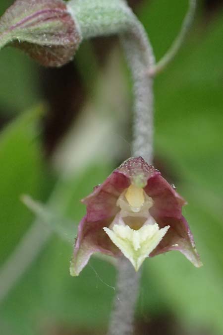 Epipactis atrorubens x microphylla, D   Sachsen-Anhalt, Hettstedt 11.6.2022 