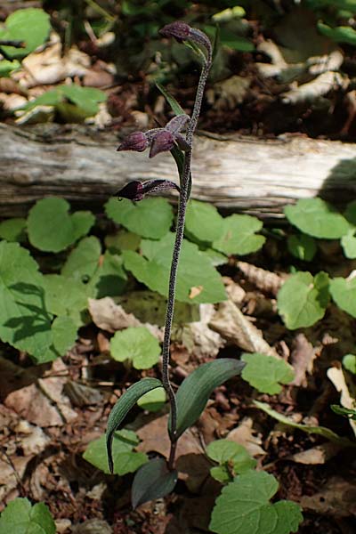 Epipactis atrorubens x microphylla, D   Sachsen-Anhalt, Hettstedt 17.6.2023 