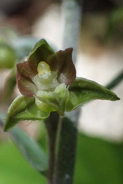 Epipactis atrorubens x microphylla, D   Sachsen-Anhalt, Hettstedt 17.6.2023 