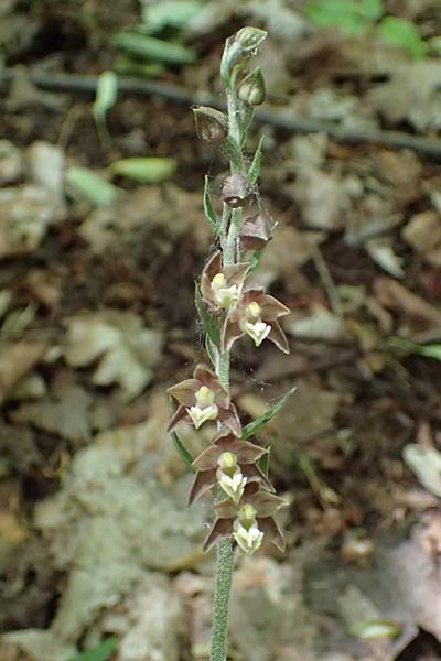 Epipactis atrorubens x microphylla, D   Sachsen-Anhalt, Hettstedt 17.6.2023 