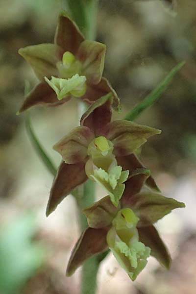 Epipactis atrorubens x microphylla, D   Sachsen-Anhalt, Hettstedt 17.6.2023 