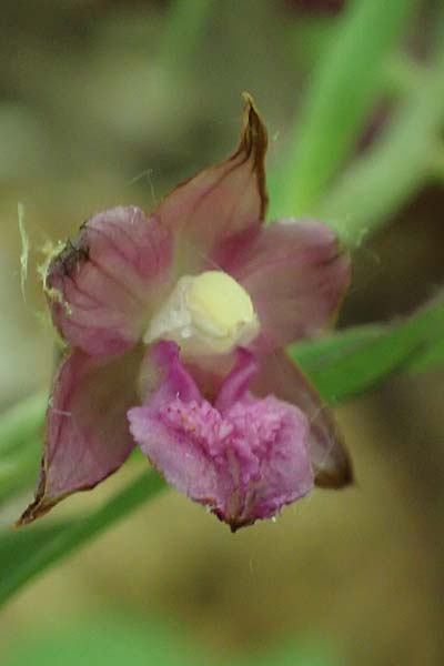 Epipactis atrorubens x microphylla, D   Sachsen-Anhalt, Hettstedt 17.6.2023 