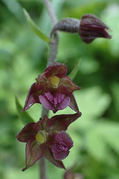 Epipactis atrorubens x microphylla, D   Sachsen-Anhalt, Hettstedt 17.6.2023 