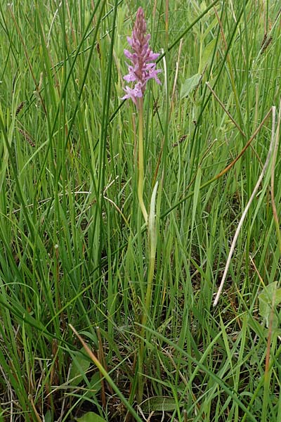 Dactylorhiza fuchsii x incarnata, D   Kehl 22.5.2020 