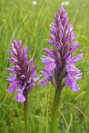 Dactylorhiza fuchsii x traunsteineri, D   Oberstdorf 22.6.2011 