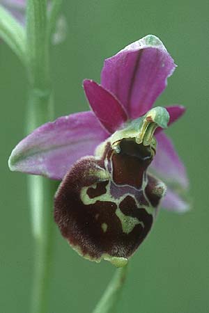 Ophrys apifera var. badensis x holoserica, D   Saarland Altheim 4.6.2005 