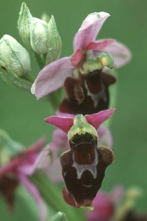 Ophrys apifera var. badensis x holoserica, D   Saarland Altheim 4.6.2005 