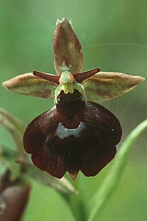 Ophrys holoserica x insectifera, D   Taubertal 10.6.1995 