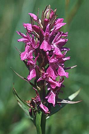 Dactylorhiza fuchsii x majalis, D   Iserlohn 12.6.2000 
