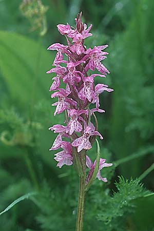 Dactylorhiza fuchsii x majalis, D   Schwarzwald/Black-Forest, Feldberg 1.7.2005 